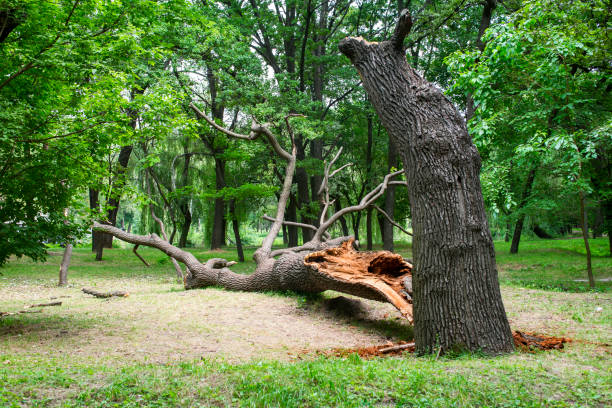 How Our Tree Care Process Works  in  Auburn, KY